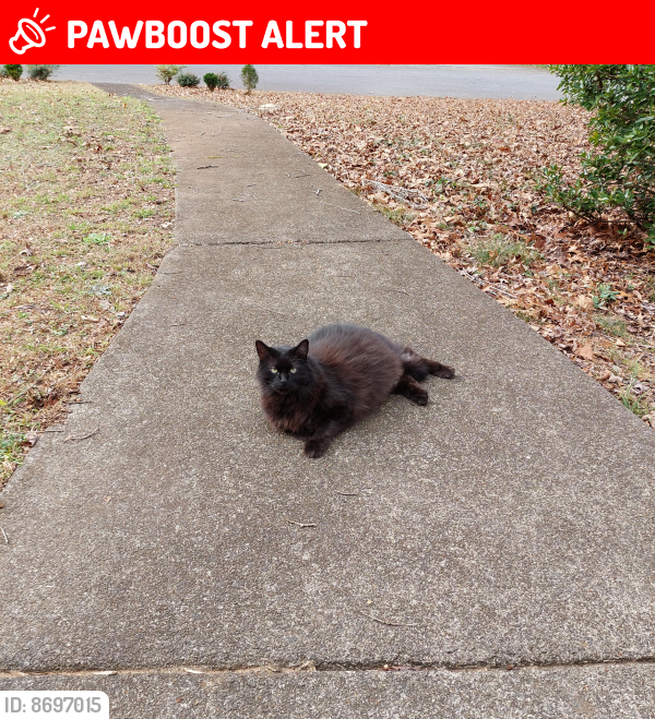 Lost Male Cat last seen Bells Ferry Rd, Cherokee County, GA 30102