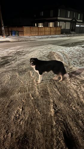 Found/Stray Unknown Dog last seen Homeroad, EMS Station. , Calgary, AB 