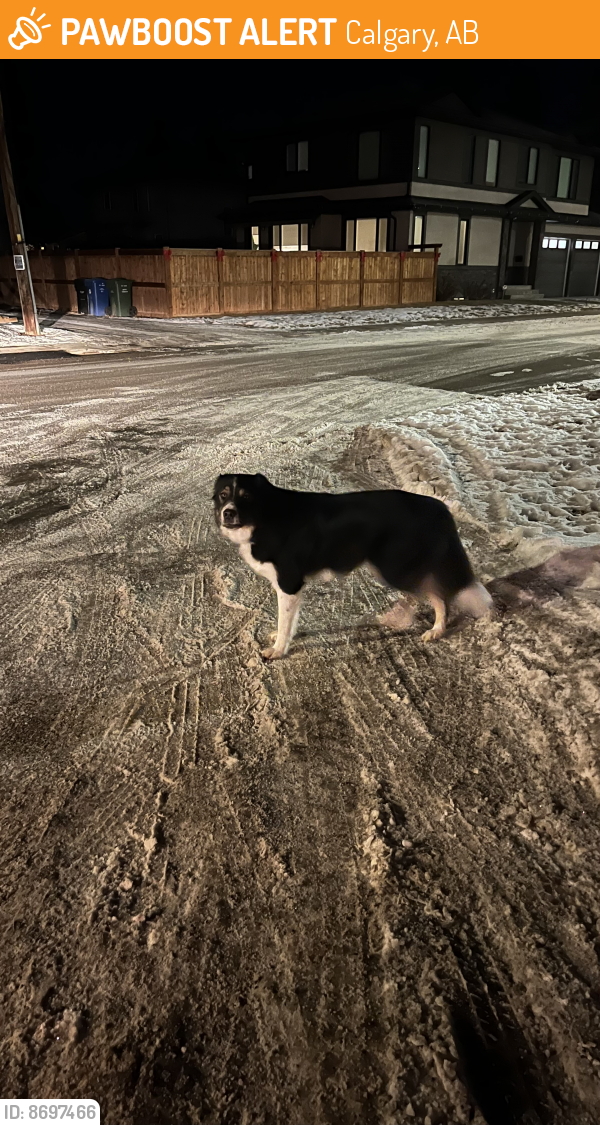 Found/Stray Unknown Dog last seen Homeroad, EMS Station. , Calgary, AB 