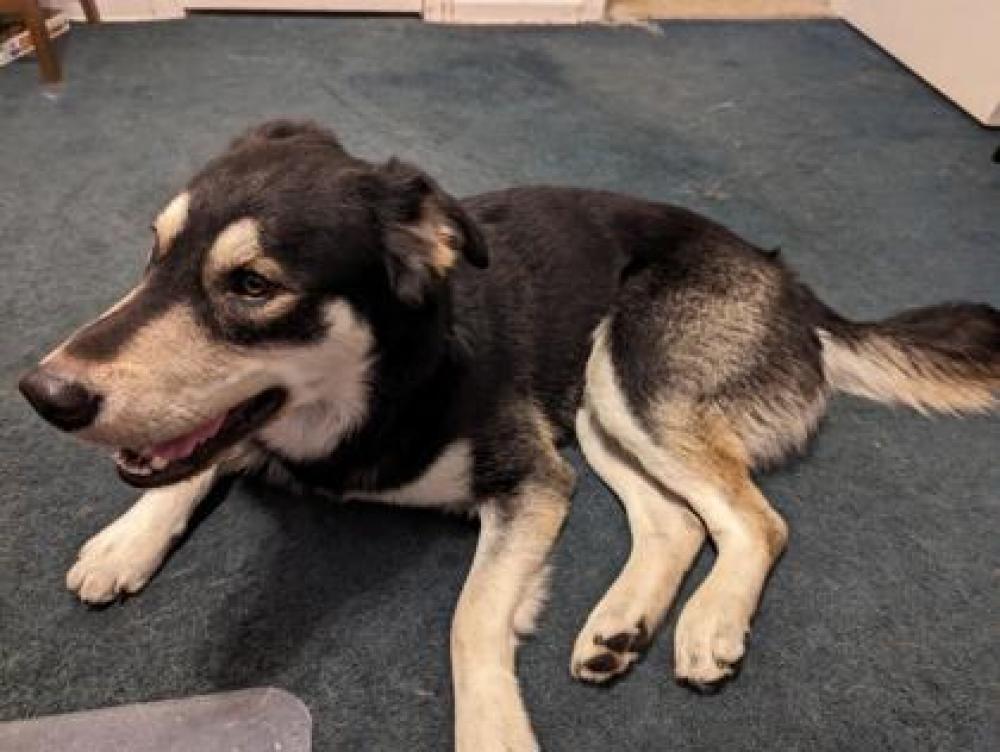 Shelter Stray Male Dog last seen Parma, OH , Parma, OH 44134