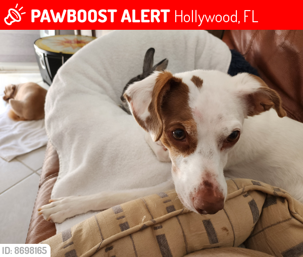 Lost Male Dog last seen 72nd Street and Polk Street, Hollywood, FL 33024