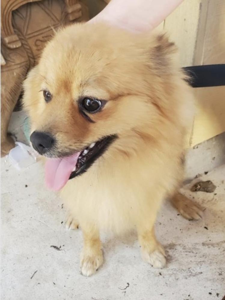 Shelter Stray Male Dog last seen San Antonio, TX 78224, San Antonio, TX 78229
