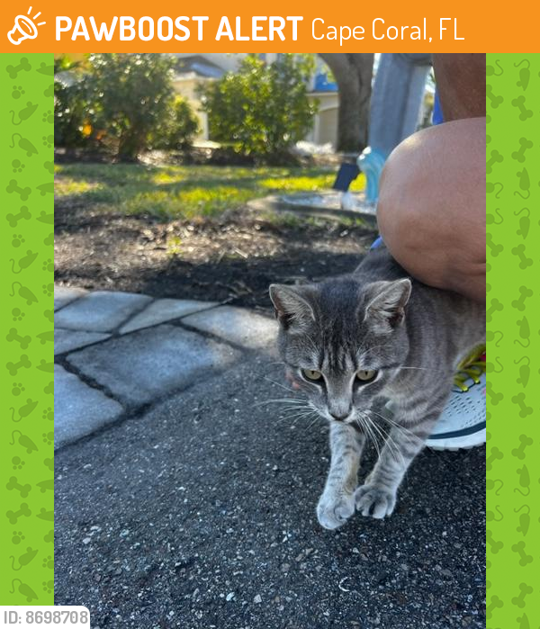 Rehomed Female Cat last seen Cocoa Court, off of El Dorado Parkway E in the Yacht Club, Cape Coral, FL 33904