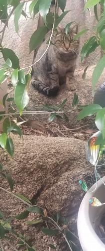 Found/Stray Unknown Cat last seen Granite & Roosevelt Scottsdale AZ, Scottsdale, AZ 85257