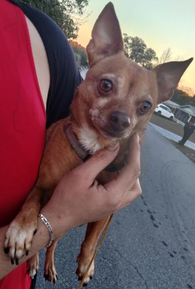Shelter Stray Male Dog last seen Beverly Hills, FL 34465, Inverness, FL 34450
