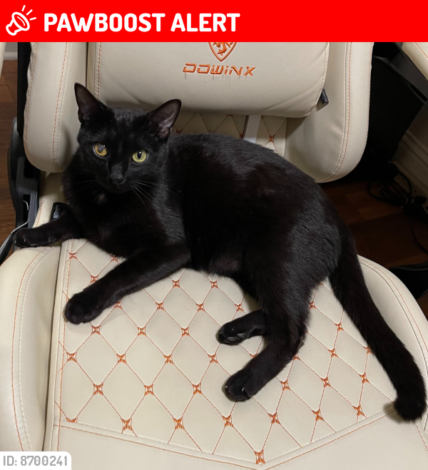 Lost Male Cat last seen South Mesa Housing on Camp Pendleton, Camp Pendleton South, CA 92058