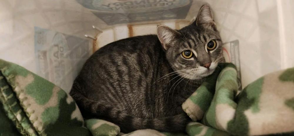 Shelter Stray Female Cat last seen PORTSMOUTH, Hayward, CA 94544