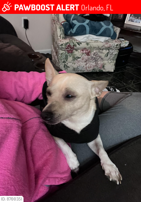 Lost Male Dog last seen Marcia dr and Colonial, Orlando, FL 32807
