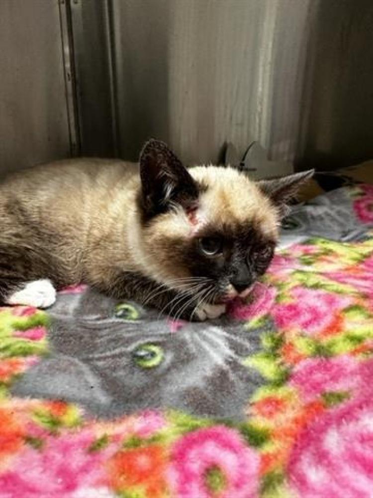 Shelter Stray Female Cat last seen OPHIR RD, Auburn, CA 95603