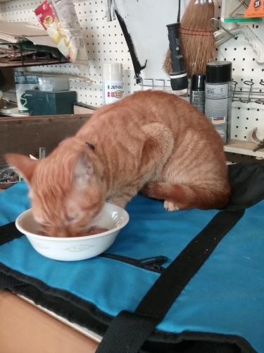 Found/Stray Male Cat last seen Tamiani trail, Naples, FL 34112
