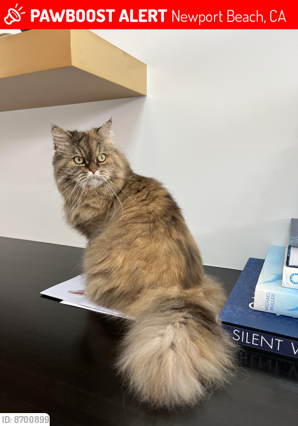 Lost Female Cat last seen 14th green on the south pelican hills golf course , Newport Beach, CA 92625