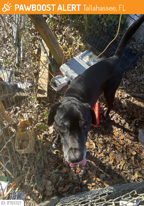 Found/Stray Male Dog last seen Arden Road, Tallahassee, FL 32305
