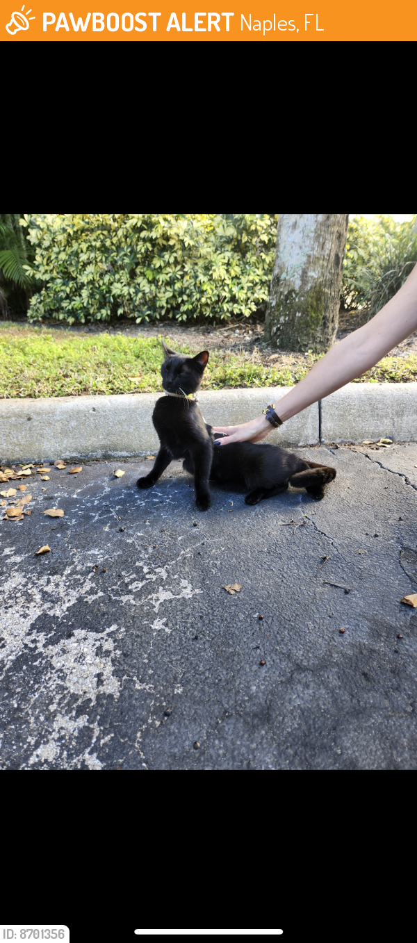 Found/Stray Unknown Cat last seen In front of building 2110 in River Reach apmts , Naples, FL 34104