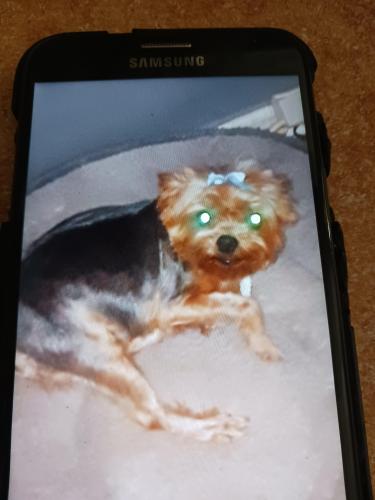 Lost Female Dog last seen 5588THURGOODCT. , Ellenwood, GA 30273