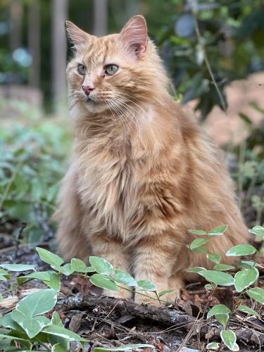 Lost Male Cat last seen Conyers , Conyers, GA 30094
