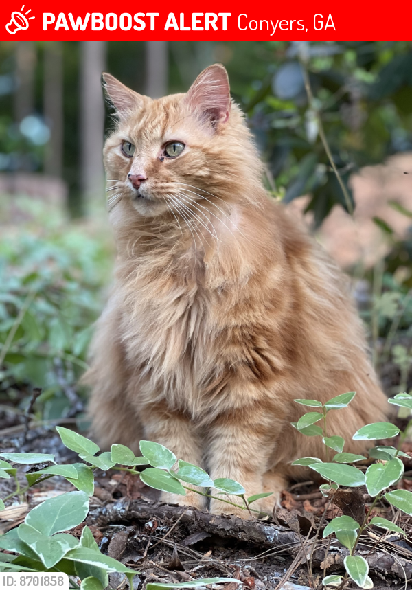 Lost Male Cat last seen Conyers , Conyers, GA 30094