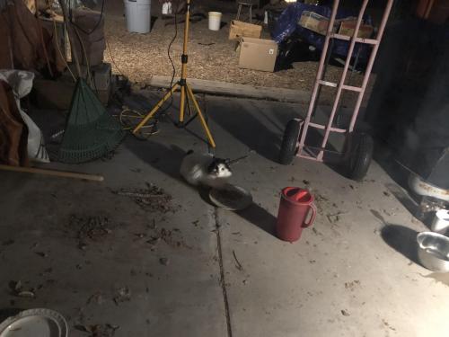 Found/Stray Unknown Cat last seen just south of Pajarito and Coors SW / near mile marker #6, Bernalillo County, NM 87105