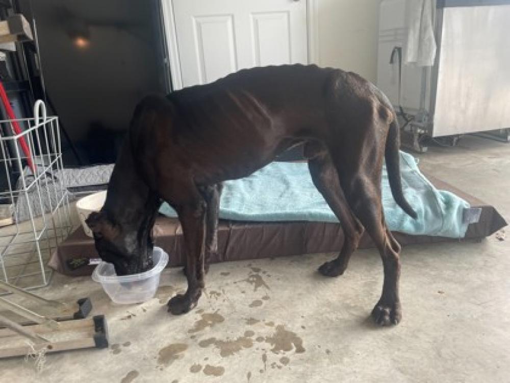 Shelter Stray Male Dog last seen Hernando, FL 34442, Inverness, FL 34450