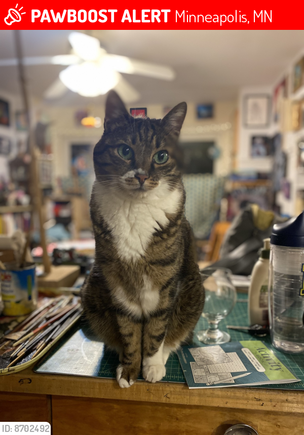 Deceased Male Cat last seen 38th Street and 26th Ave S, Minneapolis, MN 55406