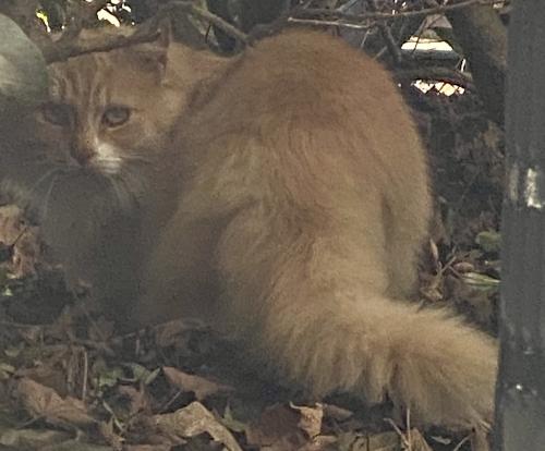 Found/Stray Unknown Cat last seen Near Roswell Road Bldg 16, Atlanta, GA 30350