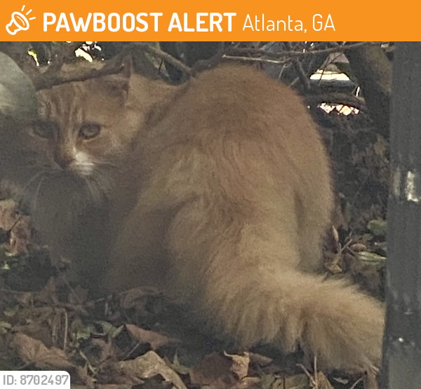 Found/Stray Unknown Cat last seen Near Roswell Road Bldg 16, Atlanta, GA 30350