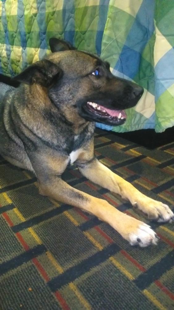 Reunited Female Dog last seen Norwood street, Arlington, TX 76013