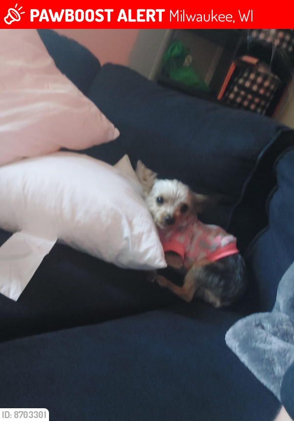 Lost Female Dog last seen 76th silver spring Milwaukee. WI, Milwaukee, WI 53218