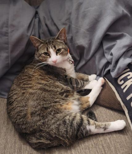 Lost Female Cat last seen Prospect ave and sharps alley, West Grove, PA 19390