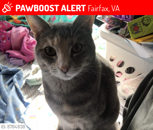 Deceased Female Cat last seen Hickory Farms subdivision, Fairfax, VA 22032