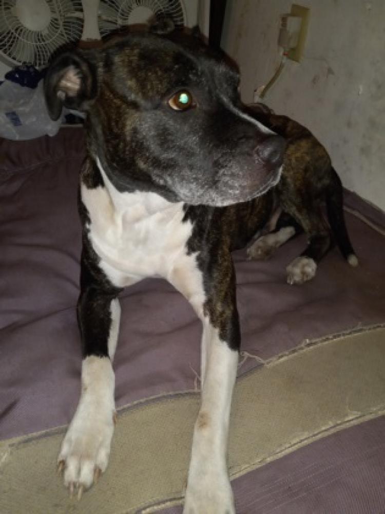Shelter Stray Female Dog last seen Citrus County, FL 34436, Inverness, FL 34450