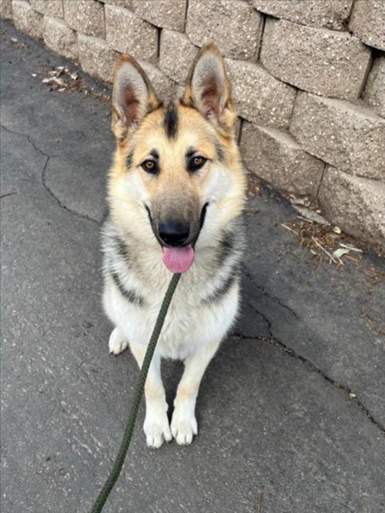 Shelter Stray Male Dog last seen LANAI /HAVANA, Hayward, CA 94544