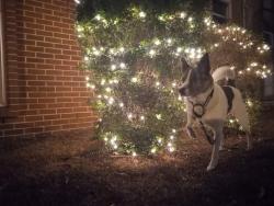 Reunited Male Dog last seen Mandeville and decatur, New Orleans, LA 70117