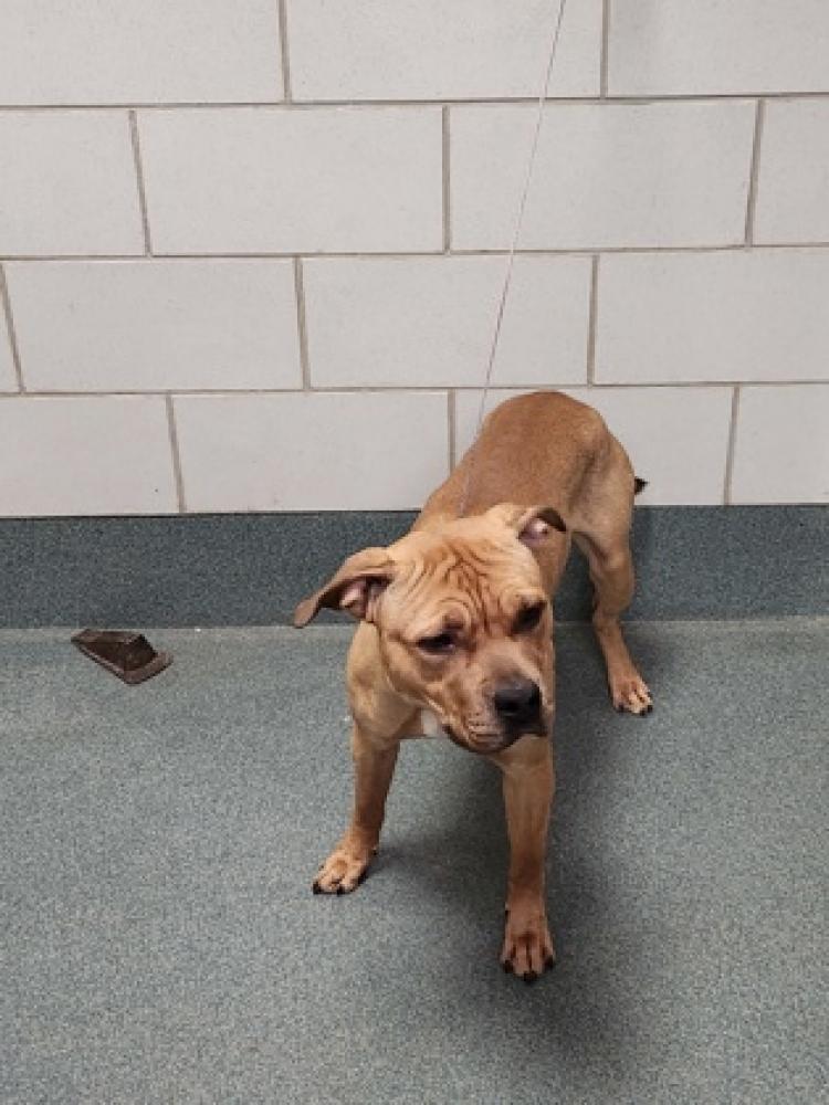 Shelter Stray Male Dog last seen Prince William County, VA , Fairfax, VA 22032
