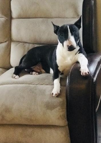 Lost Male Dog last seen Linden and Alpine Rd, Rockford, IL 61109