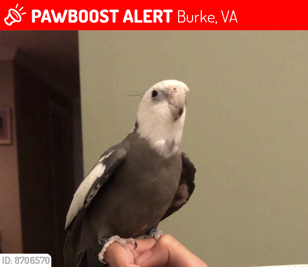 Lost Male Bird last seen Harvester ct, Burke, VA 22015