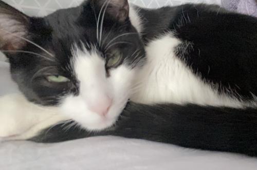 Lost Male Cat last seen 75th CT by neighbors hse, Summit, IL 60501