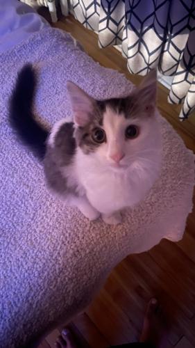 Lost Male Cat last seen Pleasant ave and 22nd street, Minneapolis, MN 55404, Minneapolis, MN 55404