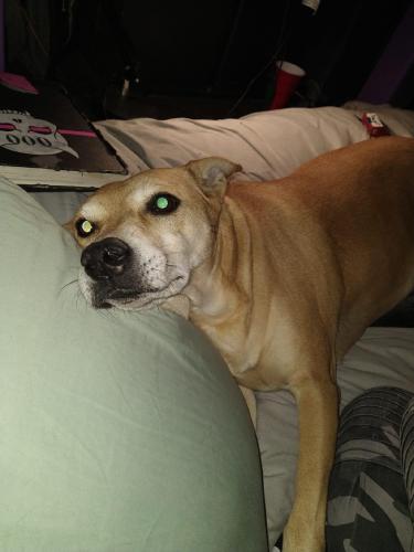 Lost Female Dog last seen Blake and Unser, Albuquerque, NM 87121