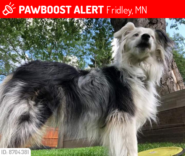 Lost Female Dog last seen Pierce and Mississippi in fridley, Fridley, MN 55432