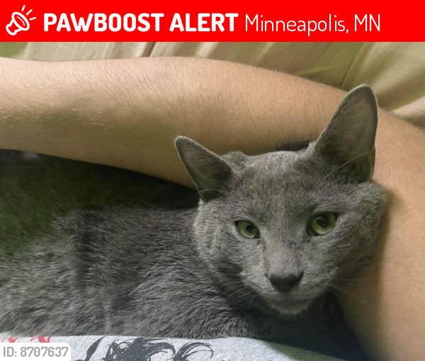 Lost Male Cat last seen Mathew’s park area, Minneapolis, MN 55406