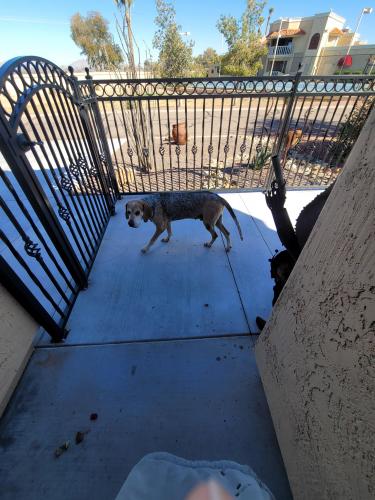 Found/Stray Male Dog last seen Kortsen & Trekell, Casa Grande, AZ 85122