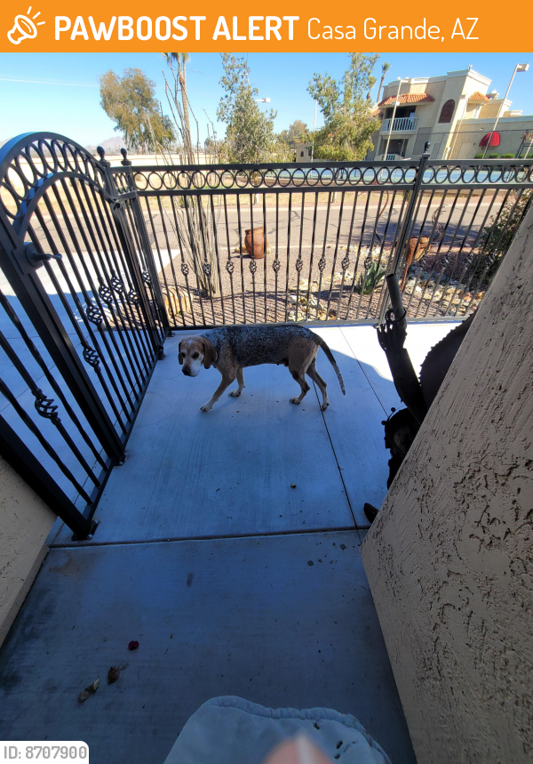 Found/Stray Male Dog last seen Kortsen & Trekell, Casa Grande, AZ 85122