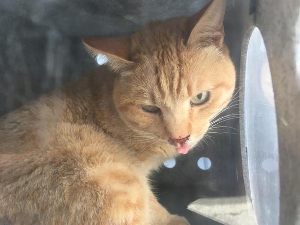 Shelter Stray Male Cat last seen , Chatsworth, CA 91311