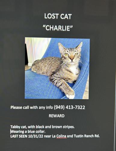 Lost Male Cat last seen La Colina and Tustin Ranch Rd , Tustin, CA 92782