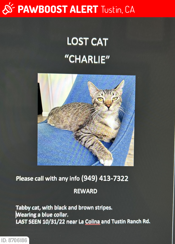 Lost Male Cat last seen La Colina and Tustin Ranch Rd , Tustin, CA 92782