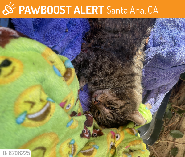 Found/Stray Male Cat last seen Lorreta ln & garden grove, Santa Ana, CA 92706