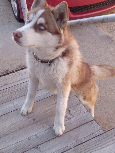 Found/Stray Unknown Dog last seen Blake and Unser , Albuquerque, NM 87121