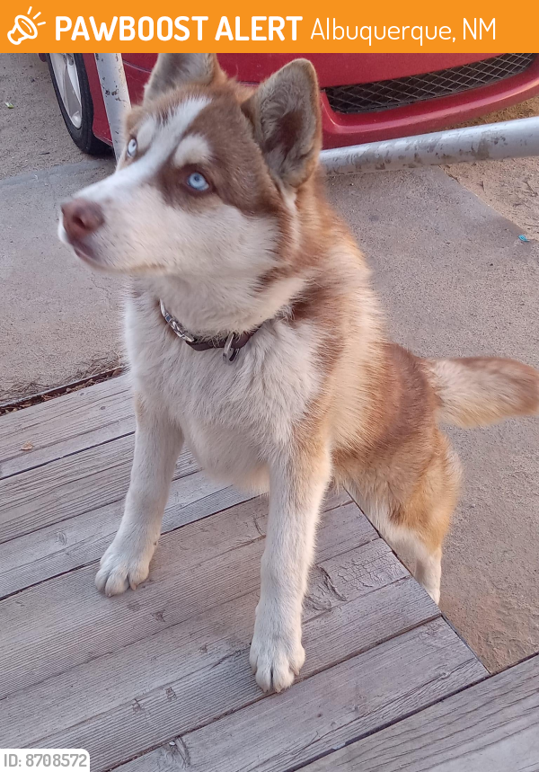 Found/Stray Unknown Dog last seen Blake and Unser , Albuquerque, NM 87121