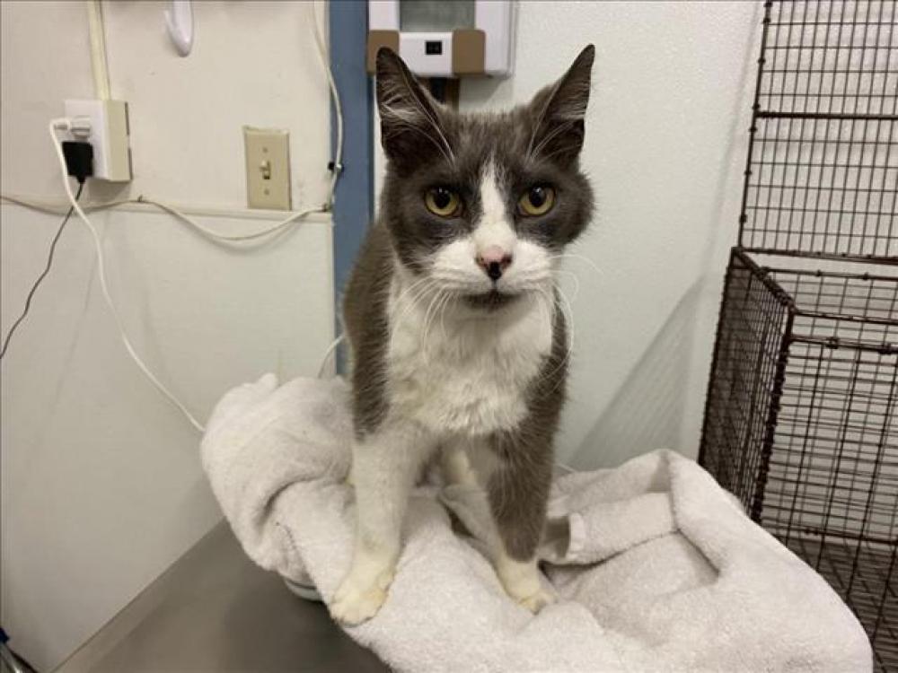Shelter Stray Male Cat last seen MOCINE/GUSHUE, Hayward, CA 94544