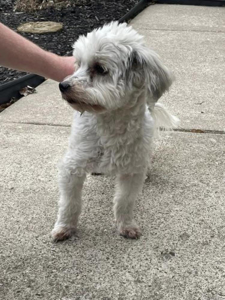Shelter Stray Male Dog last seen Monroe, OH 45050, West Chester Township, OH 45011